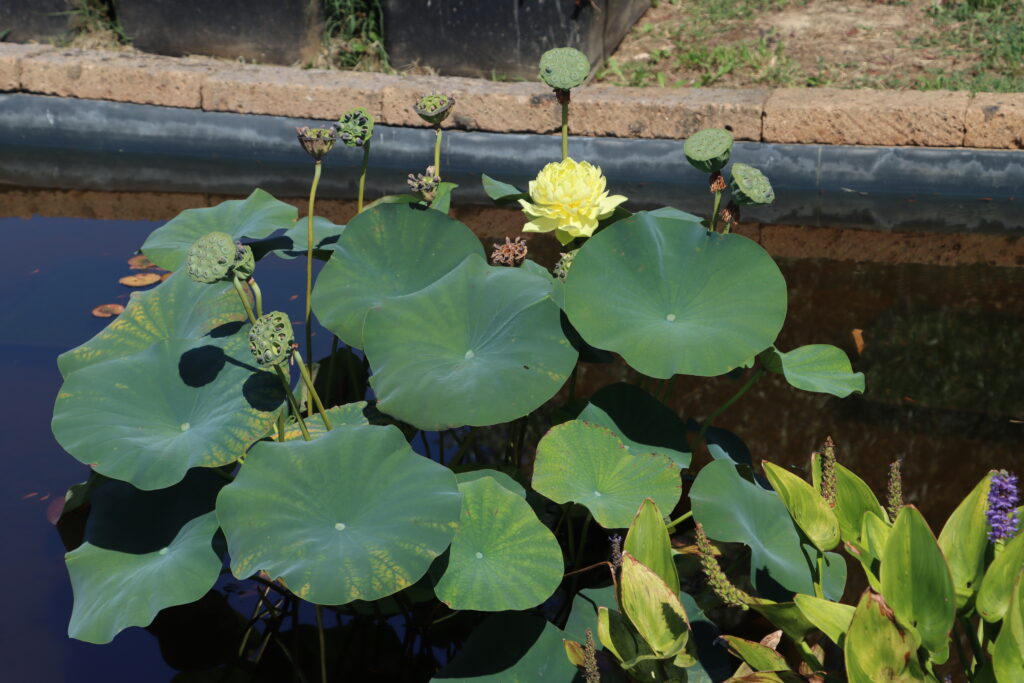 2022 Lotus 03 - August 13 2022