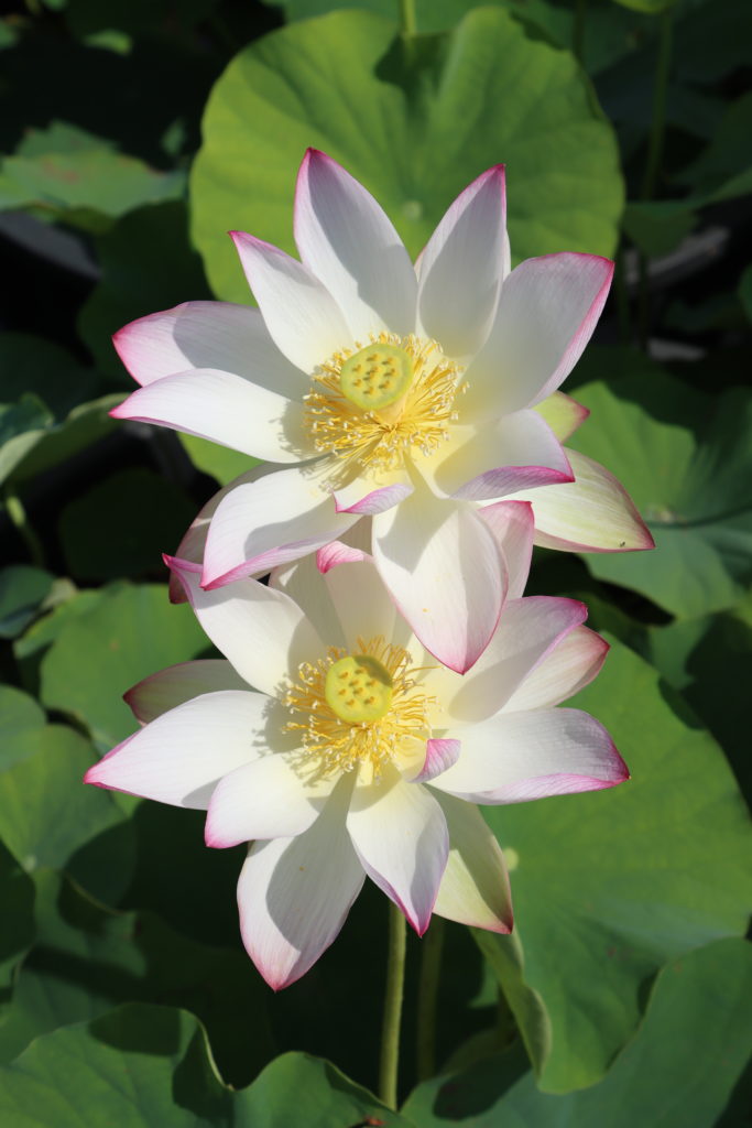 2022 Lotus 05 - July 06 2022