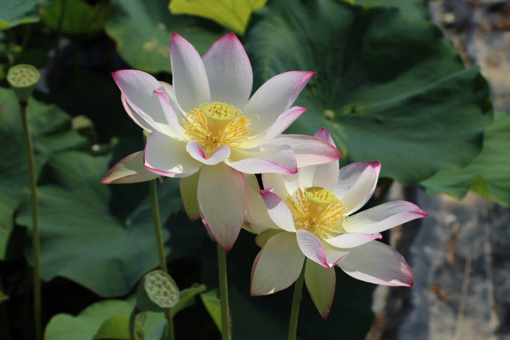 2022 Lotus 05 - July 06 2022