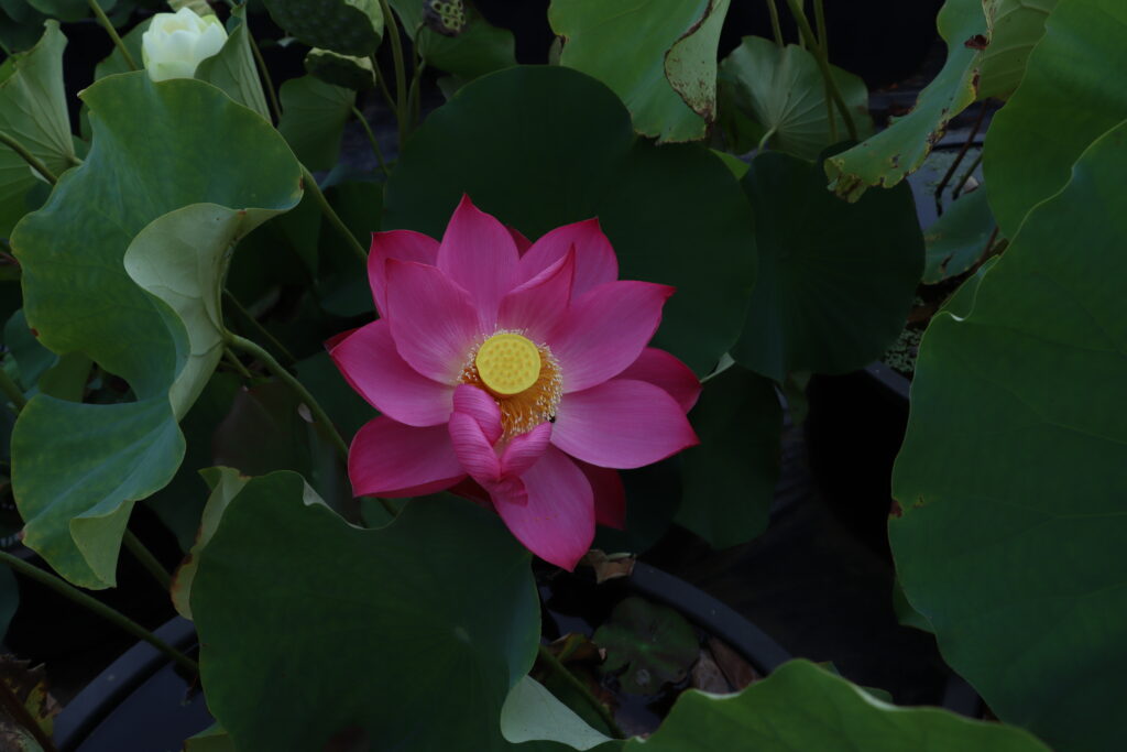 2022 Lotus 06 - September 02 2022
