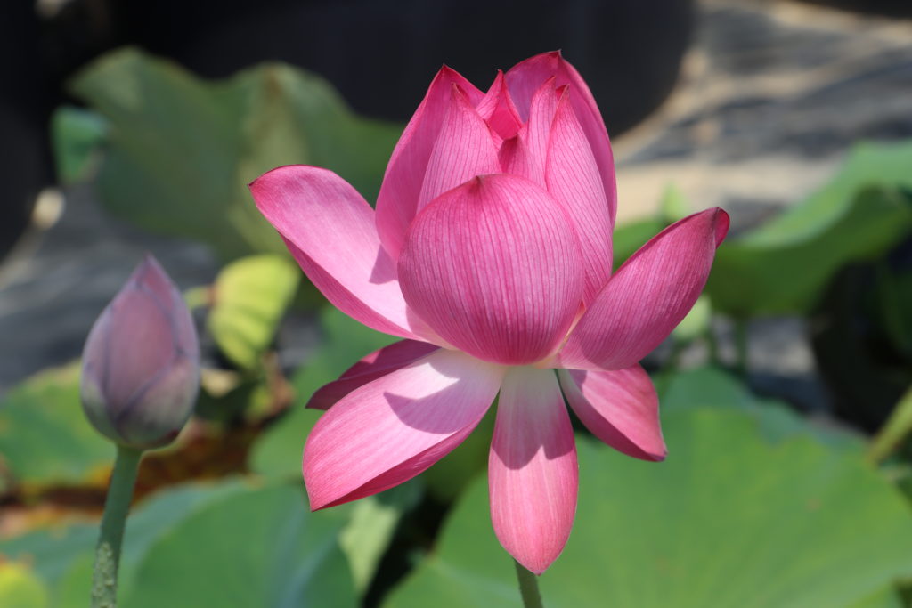 2022 Lotus 06 - July 12 2022