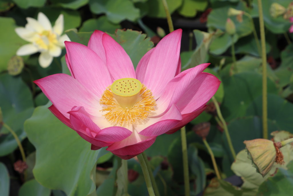 2022 Lotus 06 - July 29 2022