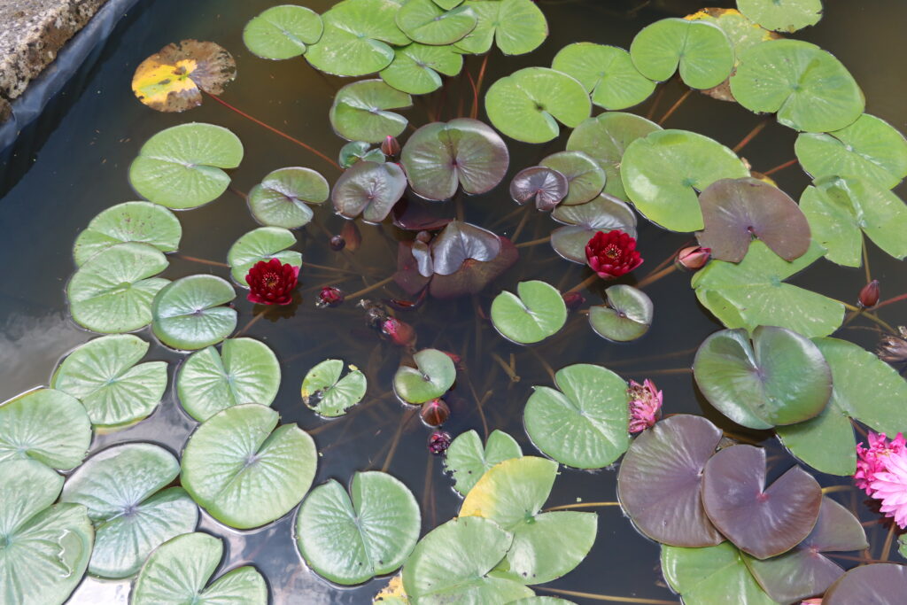 2024 Hardy waterlily 01 - June 26 2024