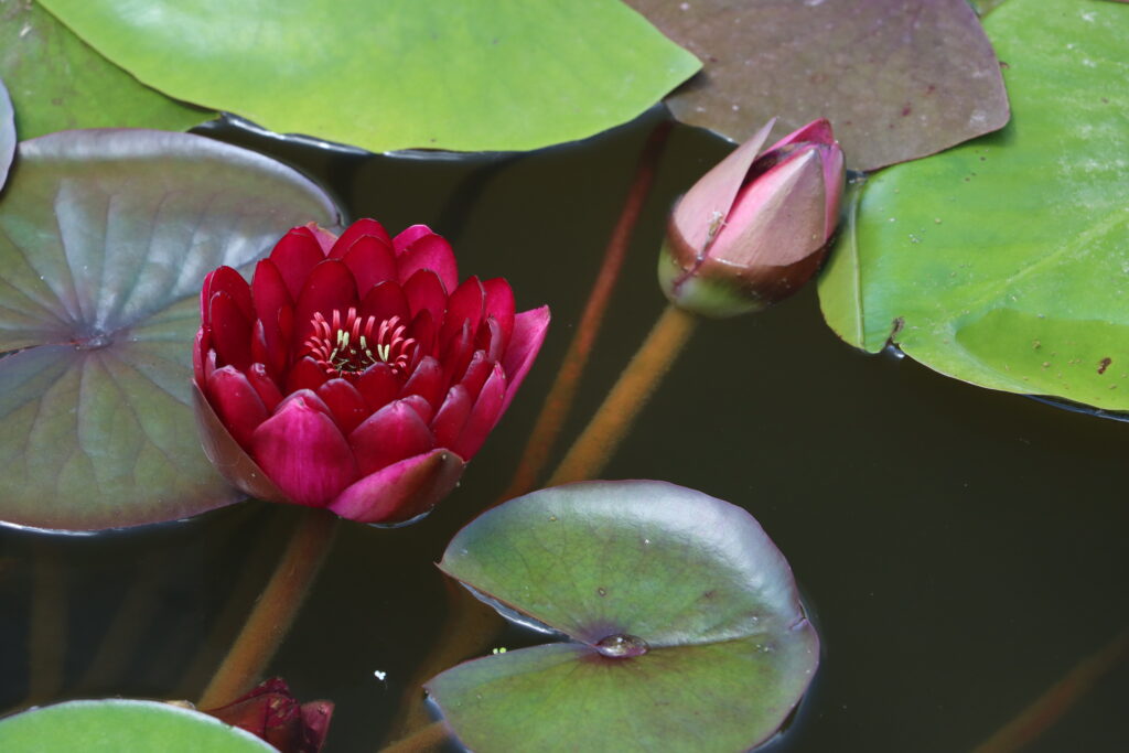 2024 Hardy waterlily 01 - June 26 2024
