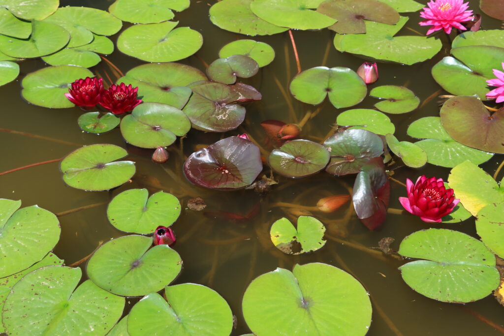 2024 Hardy waterlily 01 - June 28 2024
