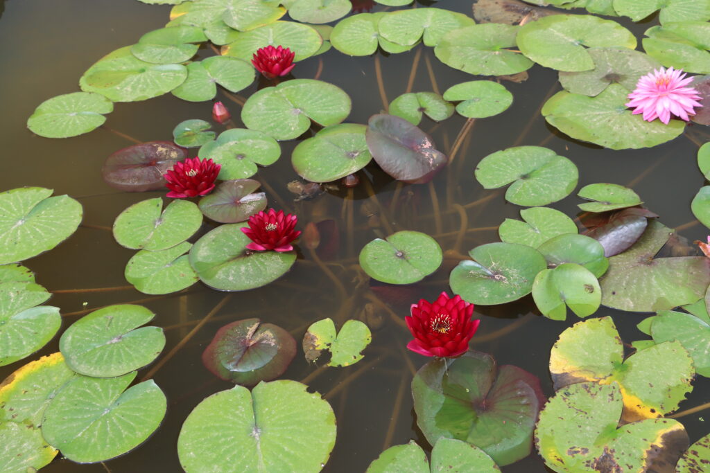 2024 Hardy waterlily 01 - July 01 2024