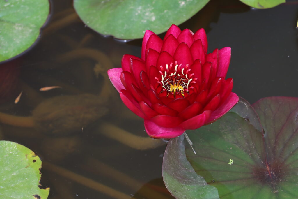 2024 Hardy waterlily 01 - July 01 2024