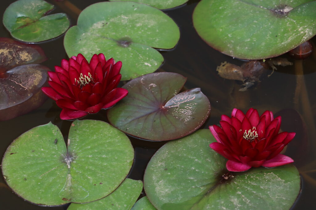 2024 Hardy waterlily 01 - July 01 2024