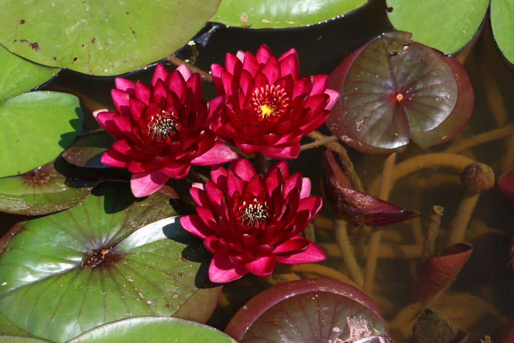2024 Hardy waterlily 01 - July 05 2024