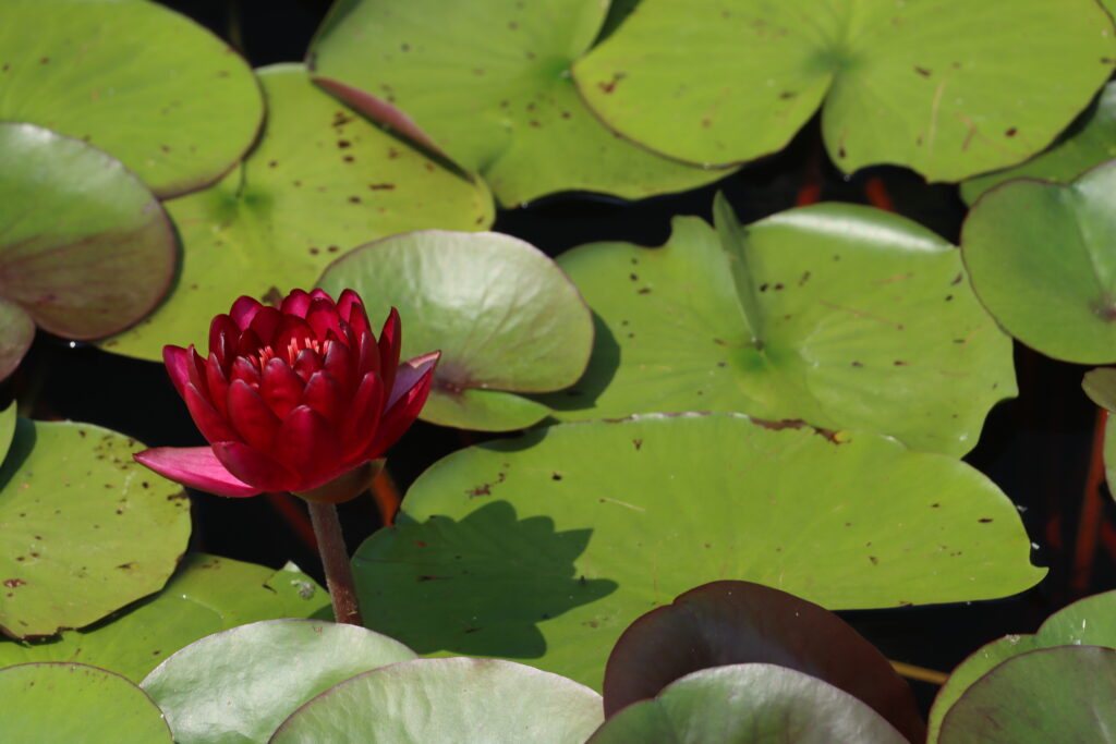 2024 Hardy waterlily 01 - July 26 2024