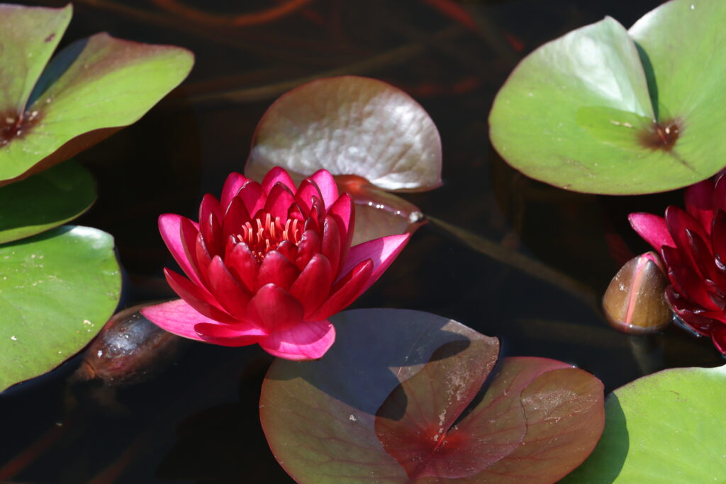 2024 Hardy waterlily 01 - July 26 2024