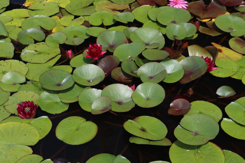 2024 Hardy waterlily 01 - August 01 2024