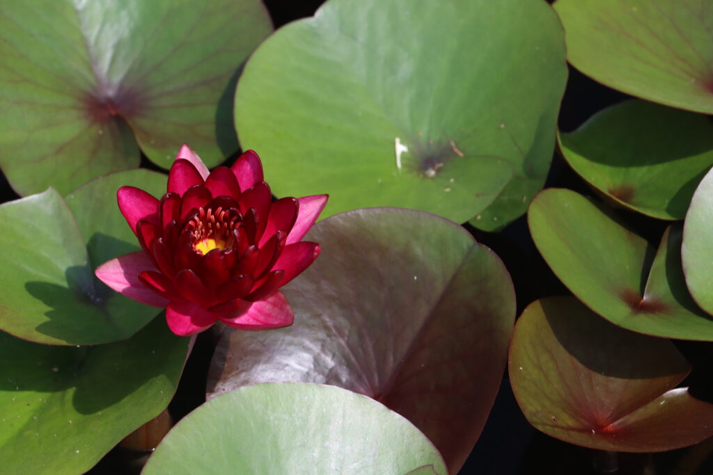 2024 Hardy waterlily 01 - August 01 2024
