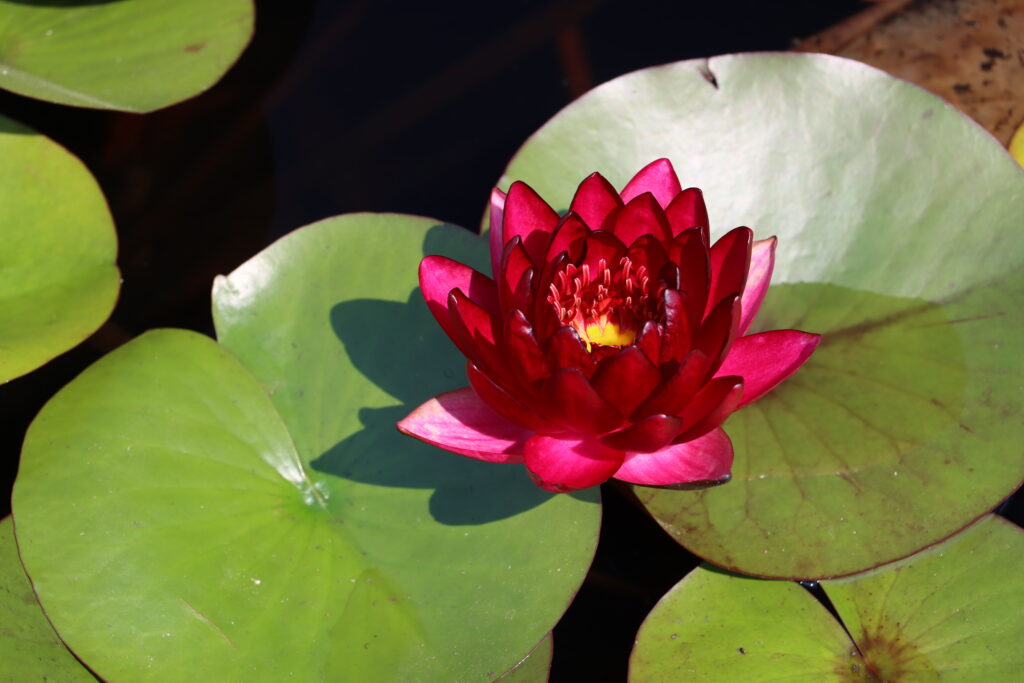2024 Hardy waterlily 01 - August 13 2024