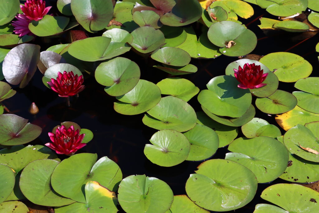 2024 Hardy waterlily 01 - August 13 2024