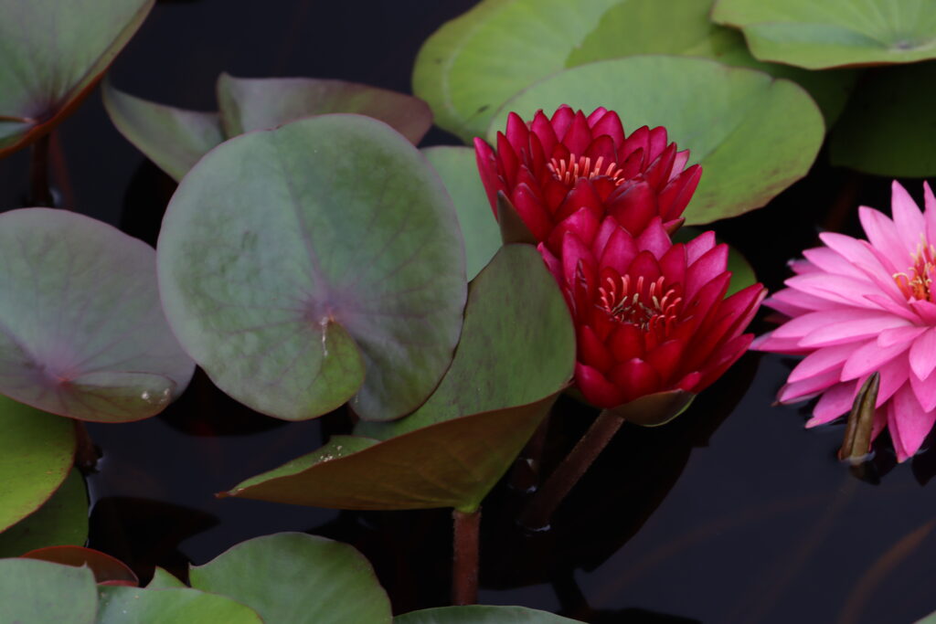 2024 Hardy waterlily 01 - August 16 2024