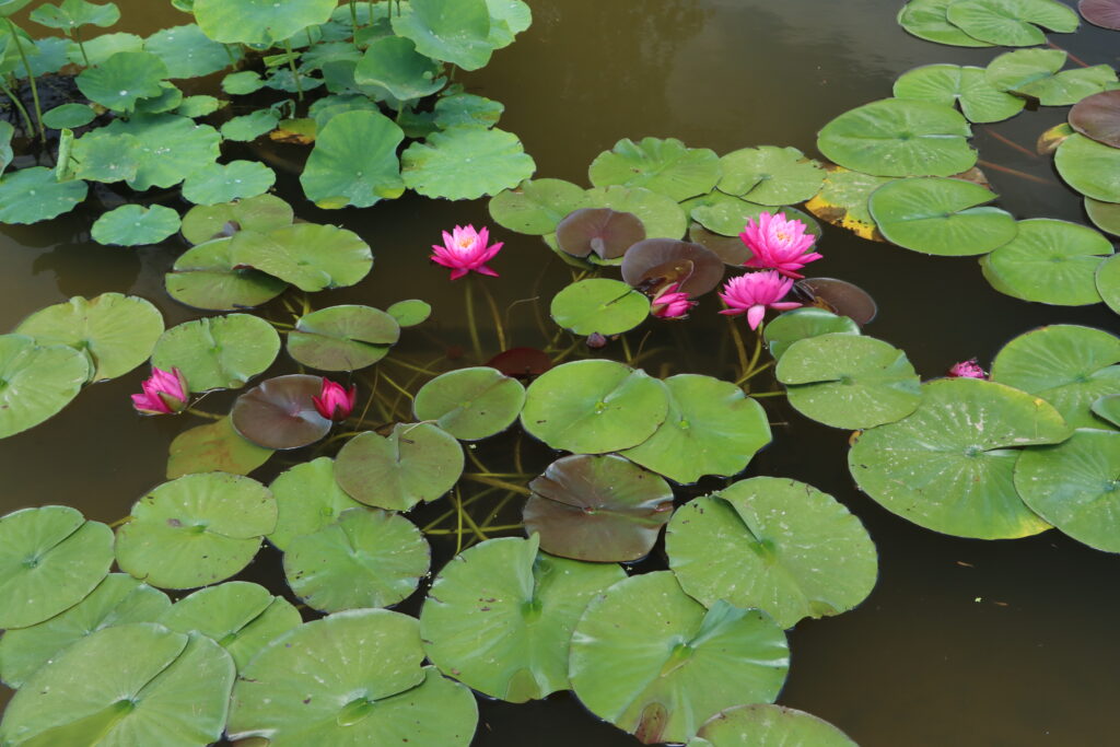 2024 Hardy waterlily 02 - June 26 2024
