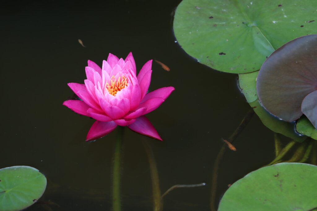 2024 Hardy waterlily 02 - June 26 2024