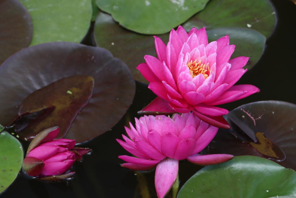 2024 Hardy waterlily 02 - June 26 2024