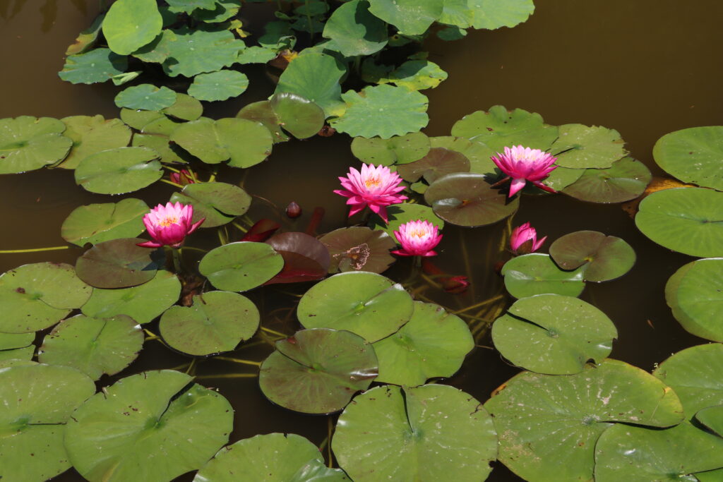 2024 Hardy waterlily 02 - June 28 2024