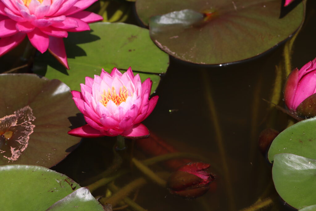 2024 Hardy waterlily 02 - June 28 2024