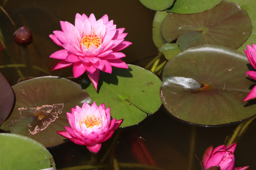 2024 Hardy waterlily 02 - June 28 2024