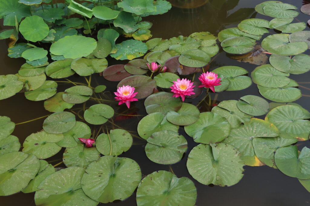 2024 Hardy waterlily 02 - July 01 2024