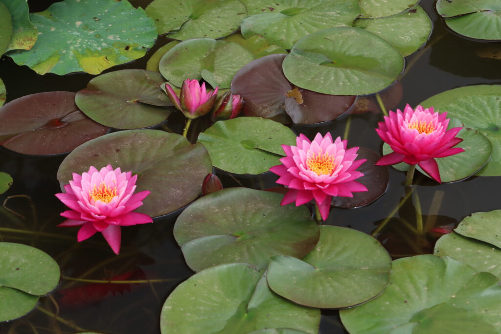 2024 Hardy waterlily 02 - July 01 2024