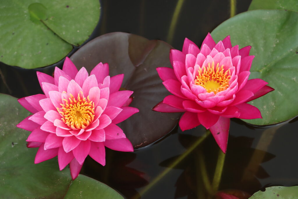 2024 Hardy waterlily 02 - July 01 2024