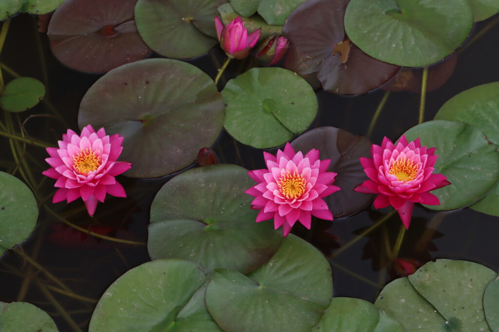 2024 Hardy waterlily 02 - July 01 2024