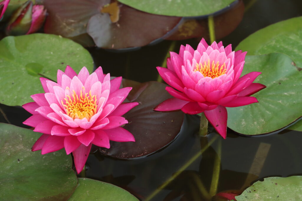 2024 Hardy waterlily 02 - July 01 2024