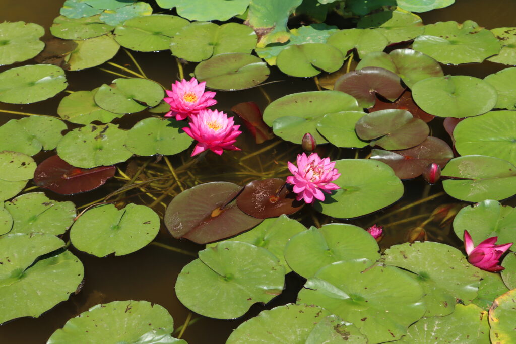 2024 Hardy waterlily 02 - July 05 2024