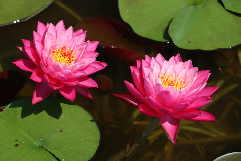 2024 Hardy waterlily 02 - July 05 2024