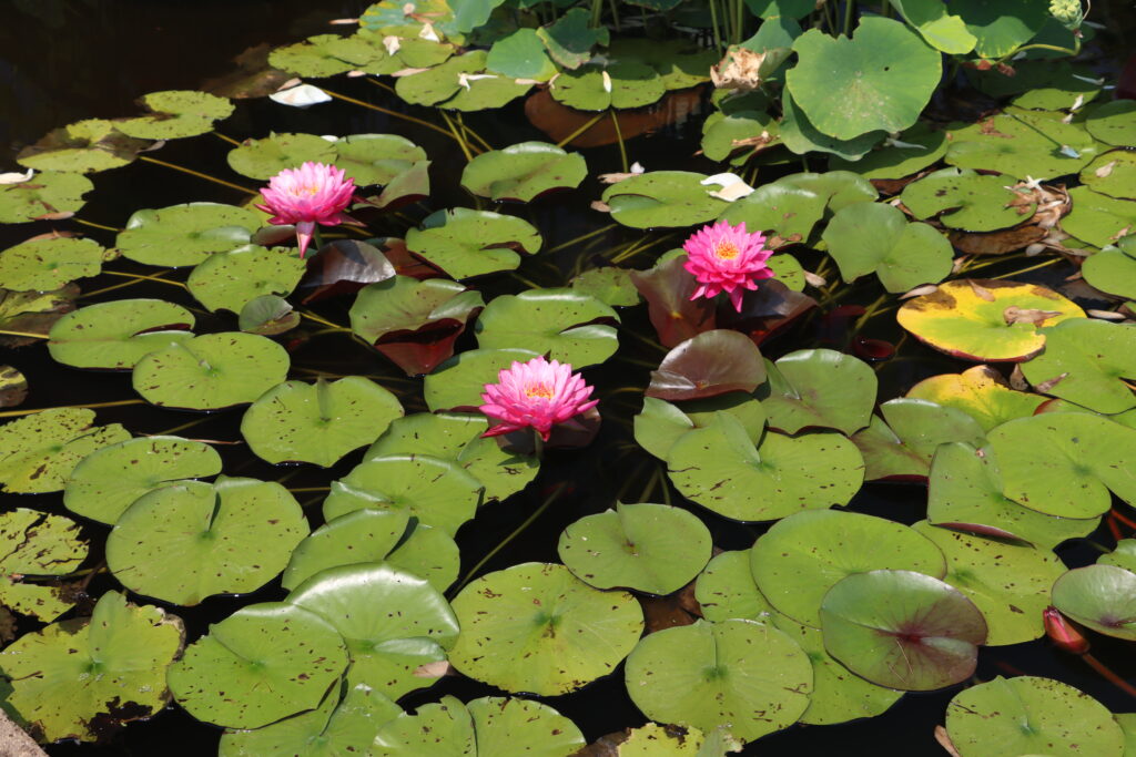 2024 Hardy waterlily 02 - July 26 2024