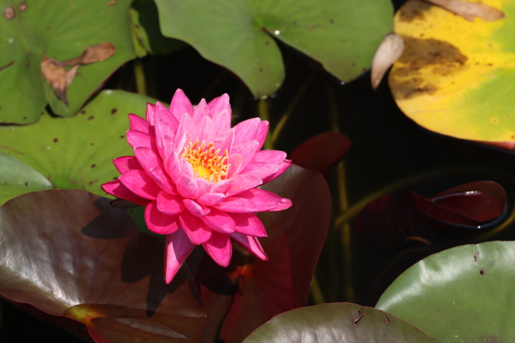 2024 Hardy waterlily 02 - July 26 2024