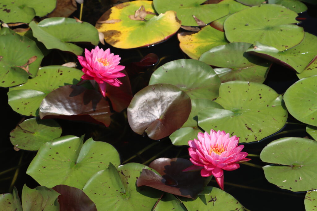 2024 Hardy waterlily 02 - July 26 2024