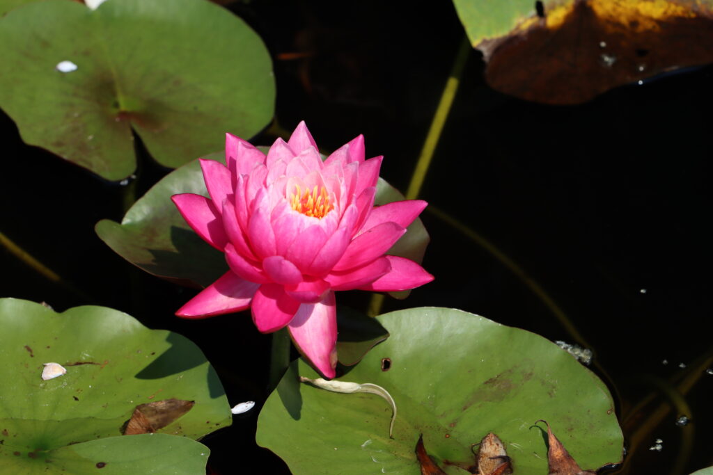 2024 Hardy waterlily 02 - August 13 2024