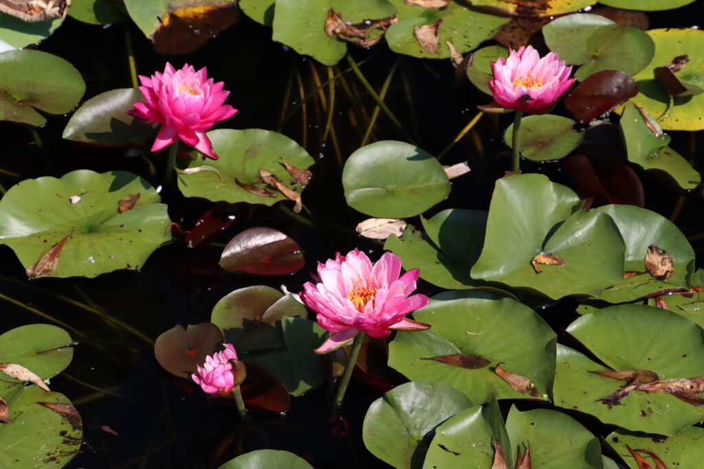 2024 Hardy waterlily 02 - August 13 2024