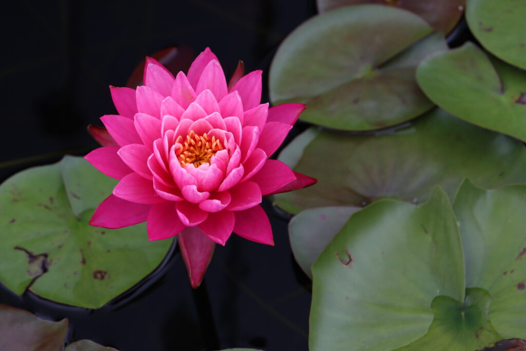 2024 Hardy waterlily 02 - August 16 2024