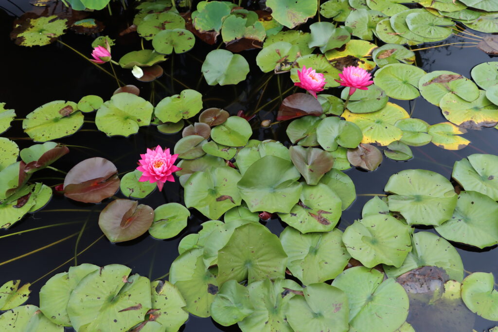 2024 Hardy waterlily 02 - August 16 2024