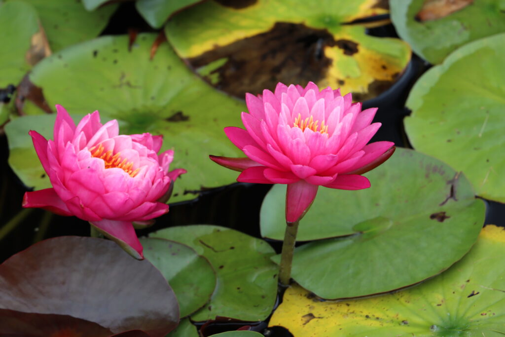 2024 Hardy waterlily 02 - August 16 2024