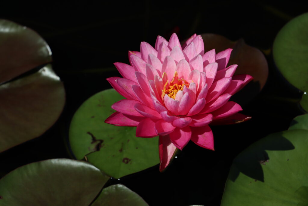 2024 Hardy waterlily 02 - August 17 2024