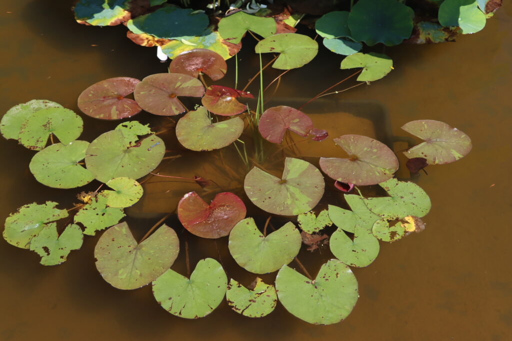2024 Hardy waterlily 03 - July 14 2024