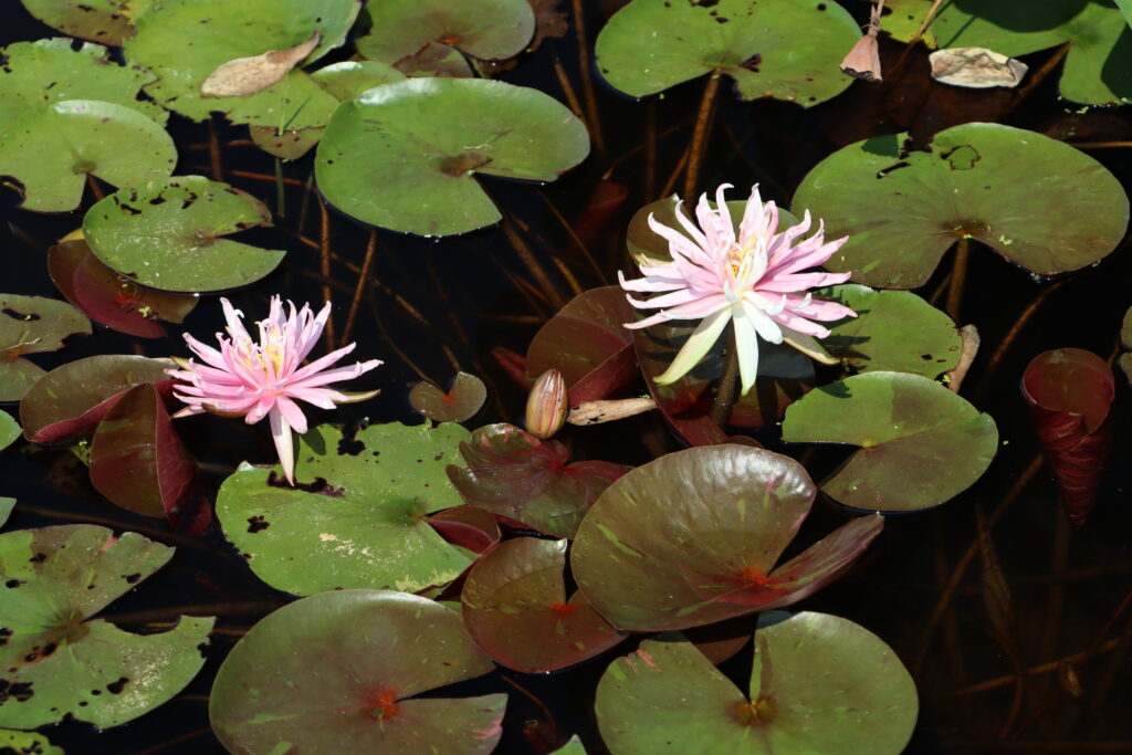 2024 Hardy waterlily 03 - August 13 2024
