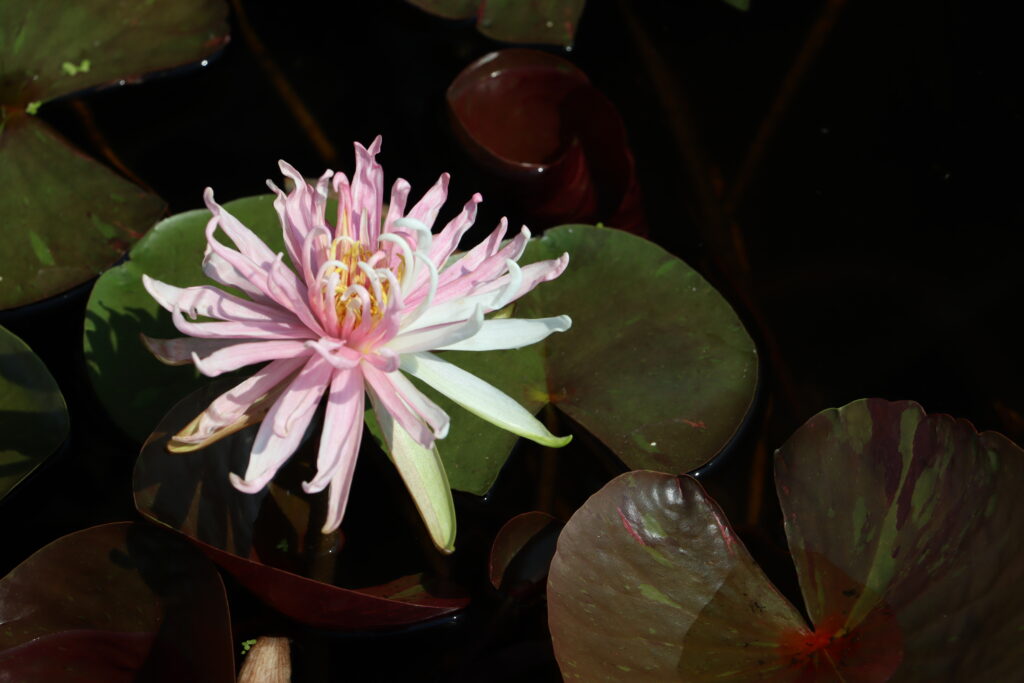 2024 Hardy waterlily 03 - August 13 2024