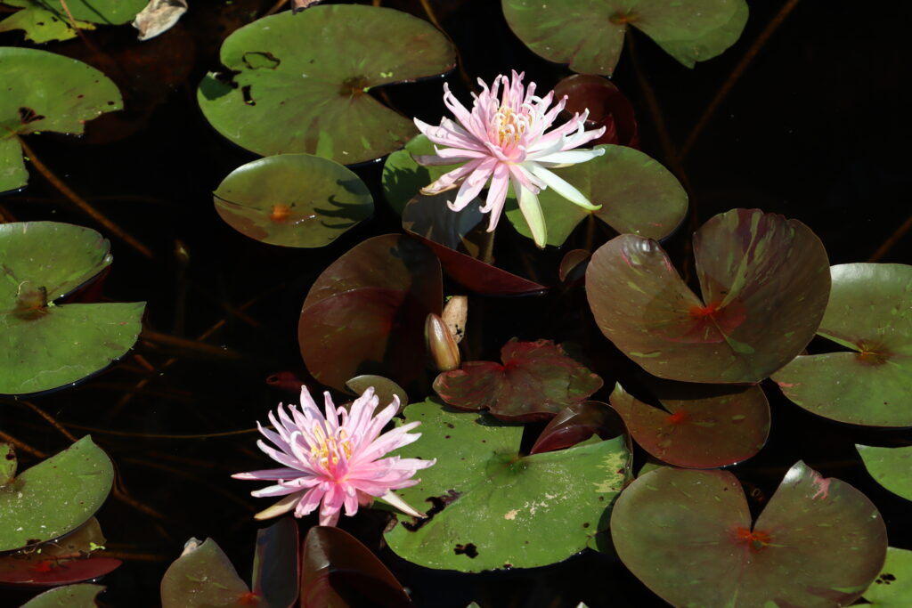 2024 Hardy waterlily 03 - August 13 2024
