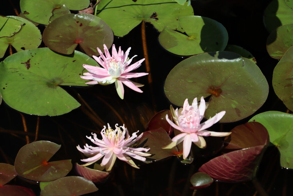 2024 Hardy waterlily 03 - August 17 2024