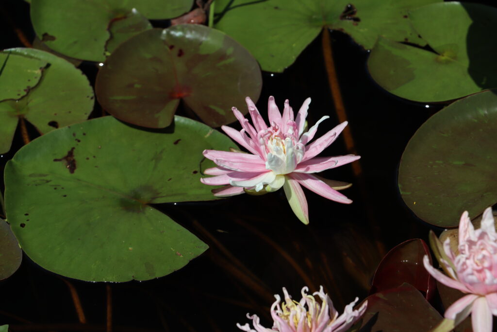 2024 Hardy waterlily 03 - August 17 2024