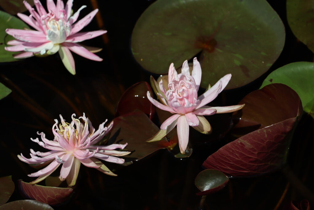 2024 Hardy waterlily 03 - August 17 2024