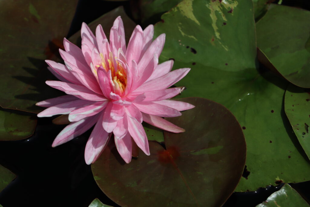 2024 Hardy waterlily 03 - August 19 2024